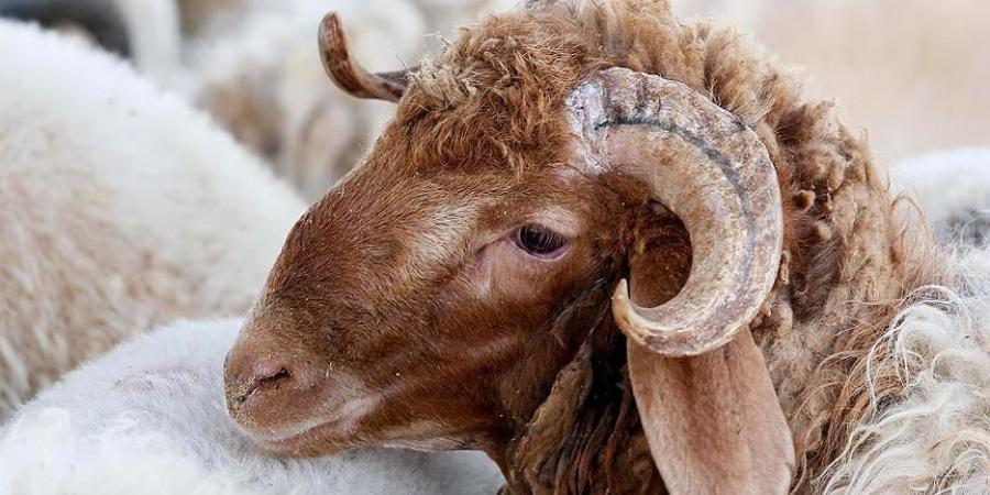 "مربو المواشي": الأضاحي البلدية بين 220 و250 ديناراً