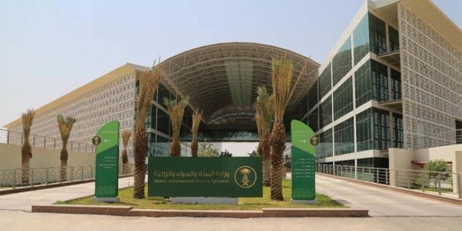 نجاح تجاري لتجربة حصاد 3 أصناف مطورة من القمح المحلي