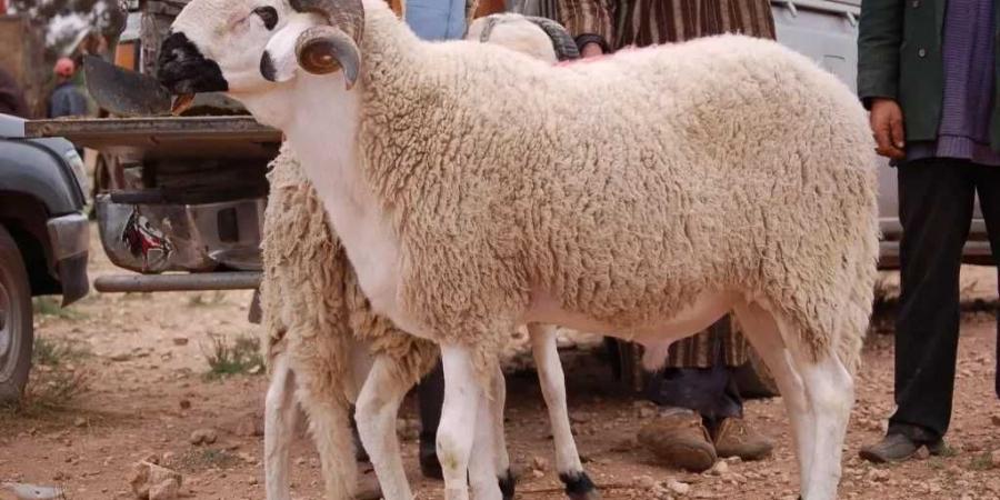 الخروف البرقي وصل.. سعره اليوم 4/6/2025 في السوق وأهم النصايح قبل الشراء