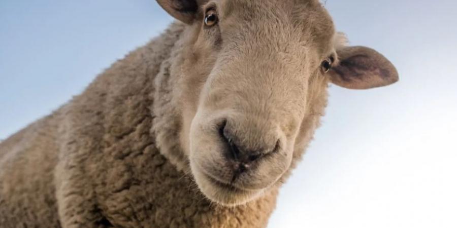 الزراعة تدعو المواطنين إلى عدّ أسنان الأضحية لتحديد عمرها .. تفاصيل