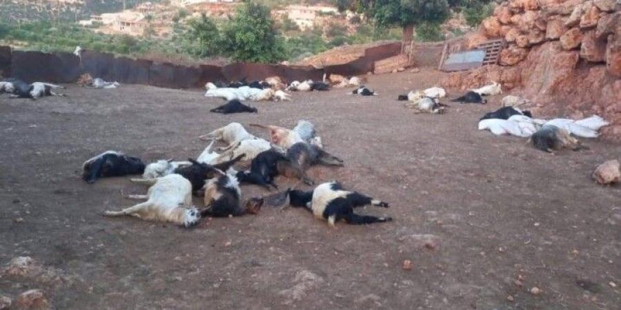 نفوق أكثر من 300 رأس ماعز في بلدة عين الذهب العكارية والتحقيقات جارية