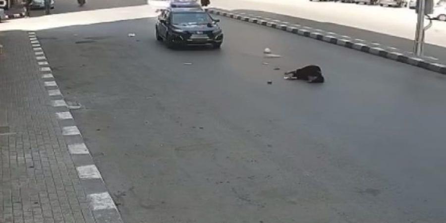 سيارة ملاكي تُطيح بفتاة بطنطا والأمن يكثف جهوده لضبط قائدها