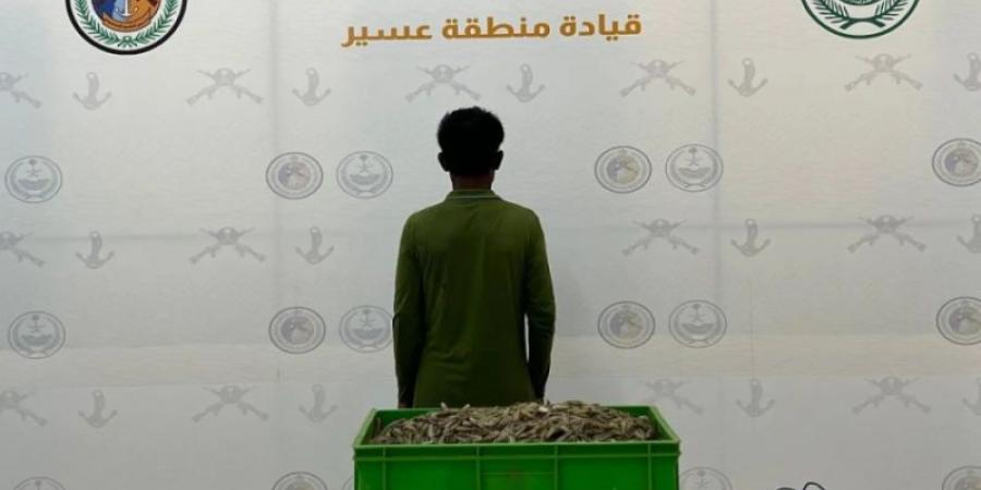 حرس الحدود بعسير يضبط مقيمًا مخالفًا للائحة الأمن والسلامة لمزاولي الأنشطة البحرية في المناطق البحرية للمملكة
