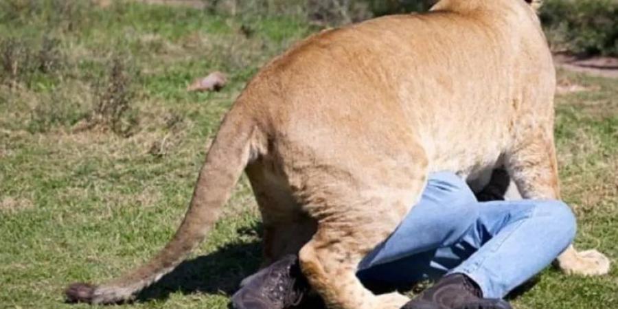 أسد يفترس رجل أعمال ألماني أمام زوجته وأصدقائه