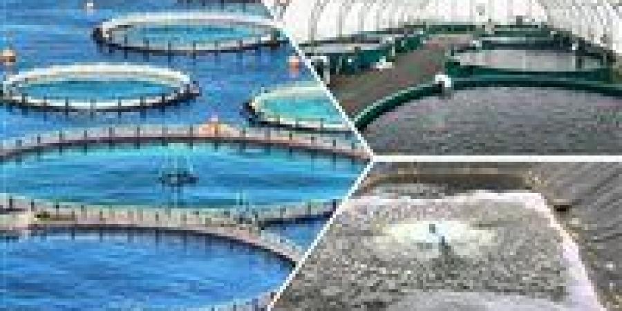 تحديات تواجه الثروة السمكية وحماية البيئة البحرية