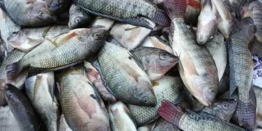 أسعار الأسماك في مصر اليوم الأحد 15-6-2025.. تراجع في البلطي والبوري واستقرار باقي الأنواع