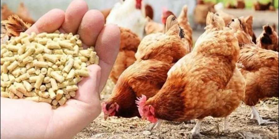 أسعار أعلاف الدواجن في مصر اليوم الأحد 15 يونيو 2025