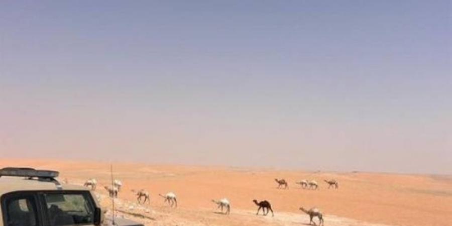 ضبط مواطن خالف نظام البيئة بالرعي في محمية