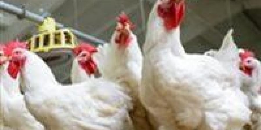 أسعار الفراخ والبيض والبانيه اليوم الثلاثاء 17 يونيو في الأسواق