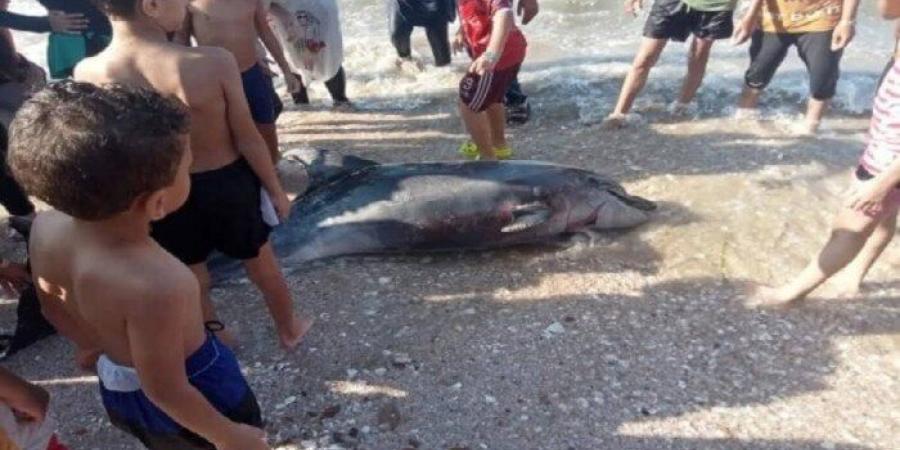 مدير محميات مصر الشمالية يكشف أسباب نفوق دولفين على شاطئ بورفؤاد