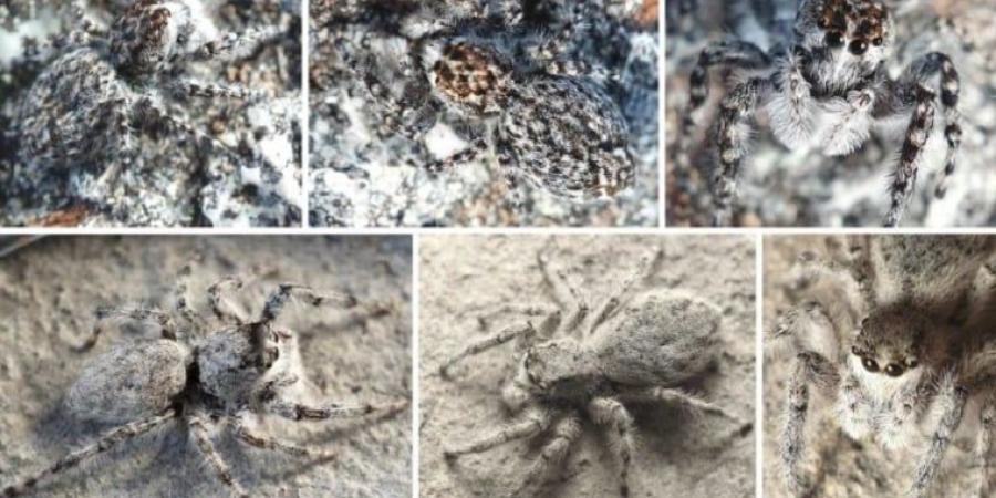 عناكب خفية فوق الجبال.. اكتشاف 12 نوعاً قافزاً يتمتع بقدرة خارقة على التمويه